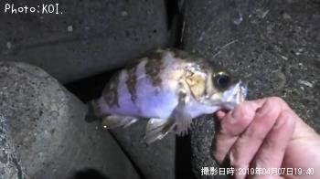 メバル