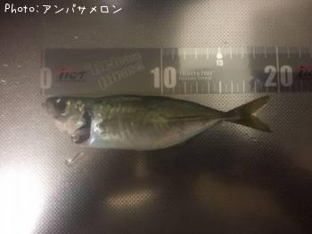 アジ