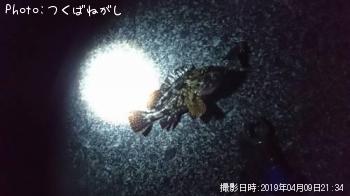 カサゴ