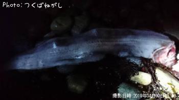 カサゴ