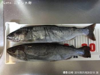 ヤマメ