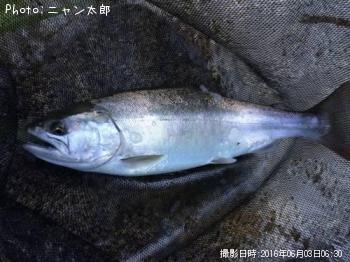 ޥ
