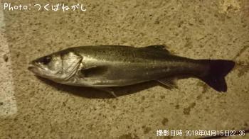 シーバス