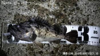 クロソイ