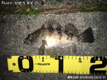 メバル