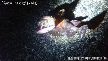 カサゴ