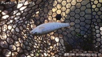 ニジマス