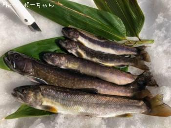 岩魚　ヤマメ
