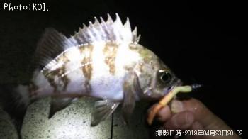 アジ