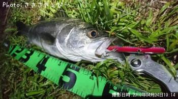 シーバス