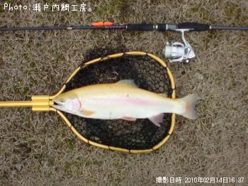 アルビノ
