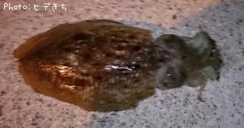 コウイカ