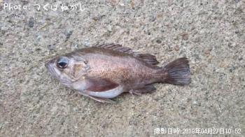 Х롡¾