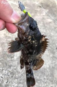 ムラソイ