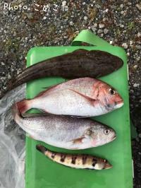 鯛、マゴチ、トラギス、イシモチ