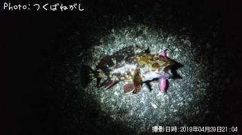 カサゴ