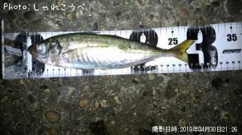 アジ