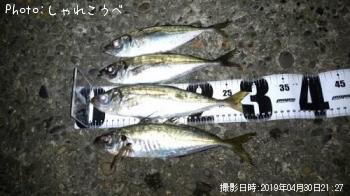 アジ
