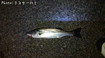シーバス