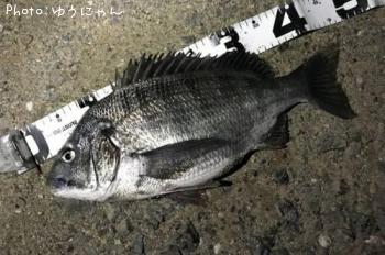 クロダイ（）
