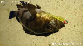 メバル