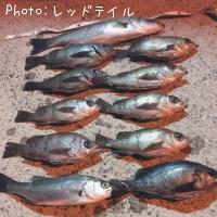 メバル