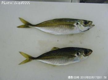 アジ