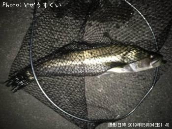 シーバス