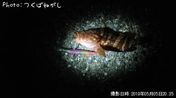 キジハタ