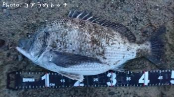クロダイ