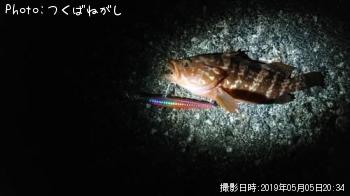 キジハタ