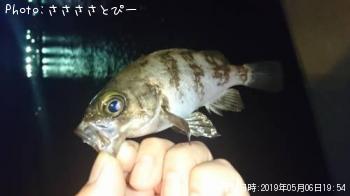 メバル