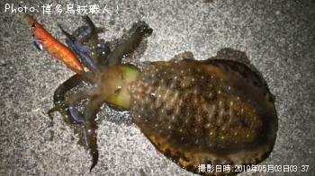 アオリイカ