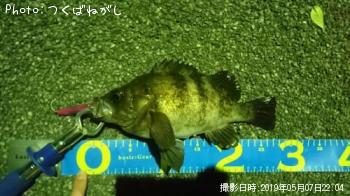 メバル