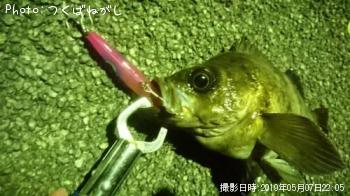 メバル