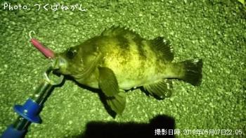 メバル