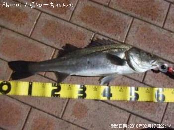 シーバス