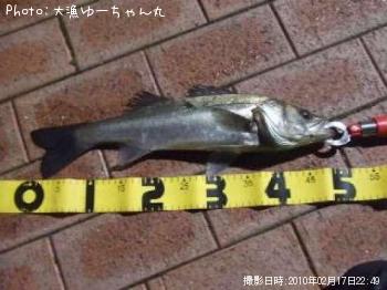 シーバス