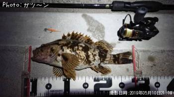 タケノコメバル