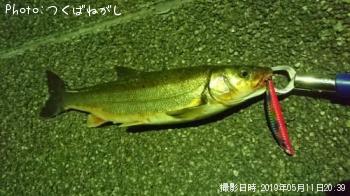 マルタ