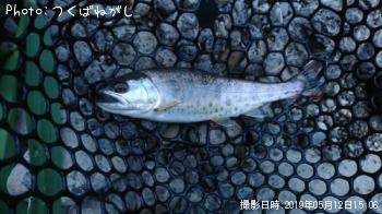 ヤマメ