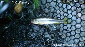 ヤマメ