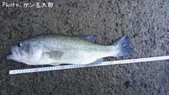 ブラックバス