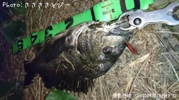 クロダイ