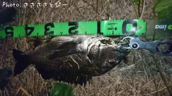 クロダイ