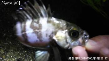 メバル