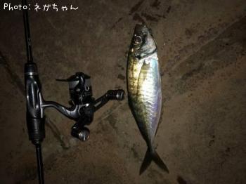 アジ