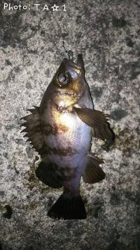 メバル