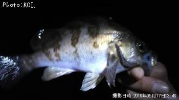 メバル