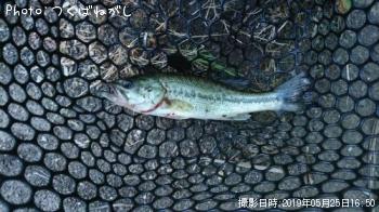 ヘラブナ